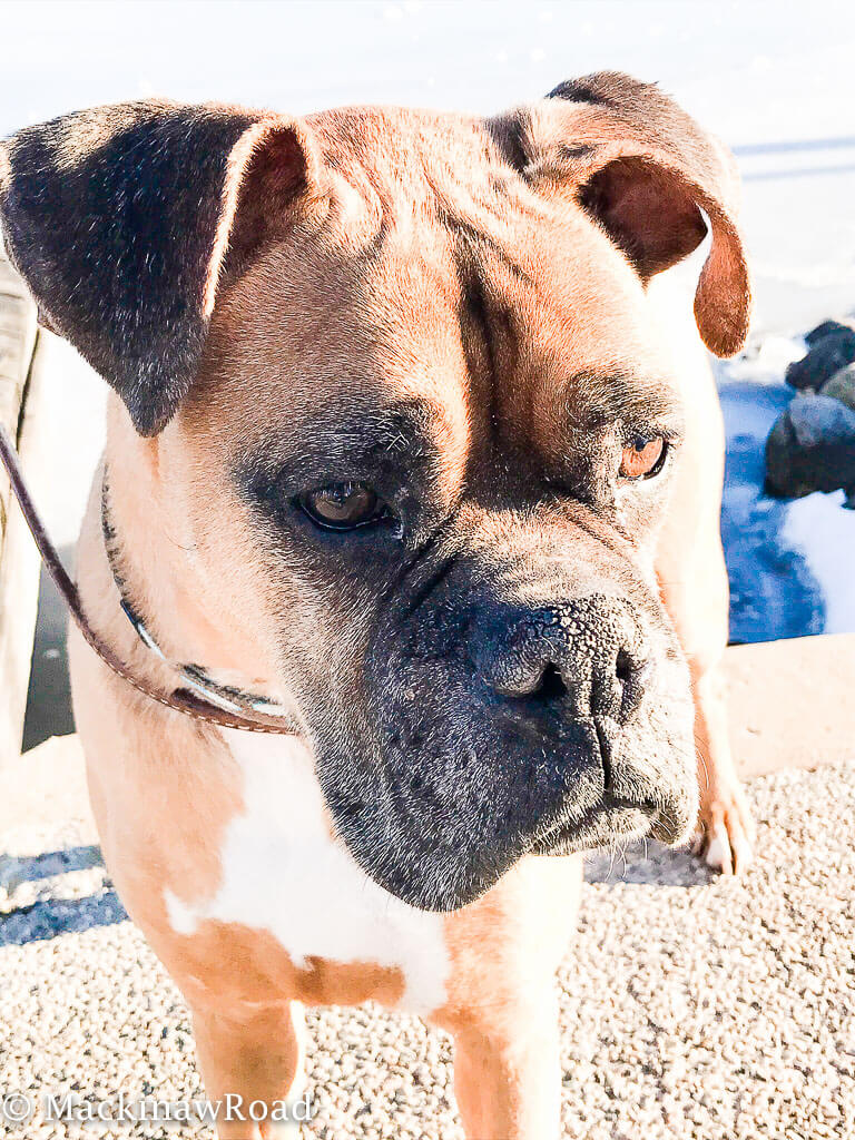 what-to-do-when-a-furry-family-member-dies-unexpectedly-mackinaw-road